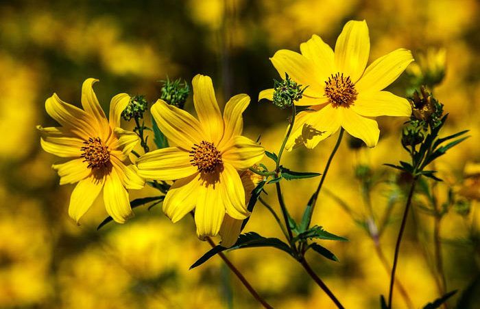 Coreopsis - Tickseed, Perennials Guide to Planting Flowers