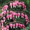 Bleeding Heart Garden, Easy-Care Shade Plan