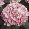 pink hydrangea