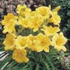 Stella de Oro Daylily