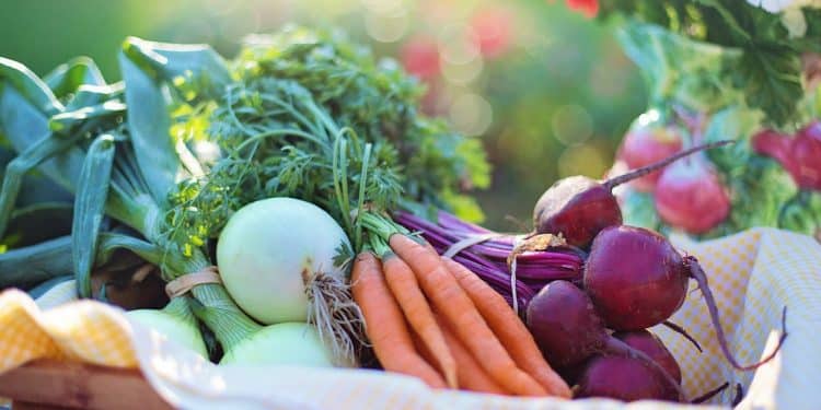 Harvesting Summer Vegetables