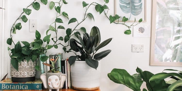 Benefits of using plants indoors