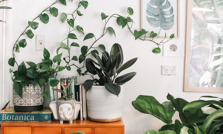 Benefits of using plants indoors