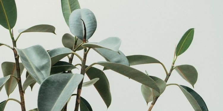 Easy Houseplants - Rubber Plant