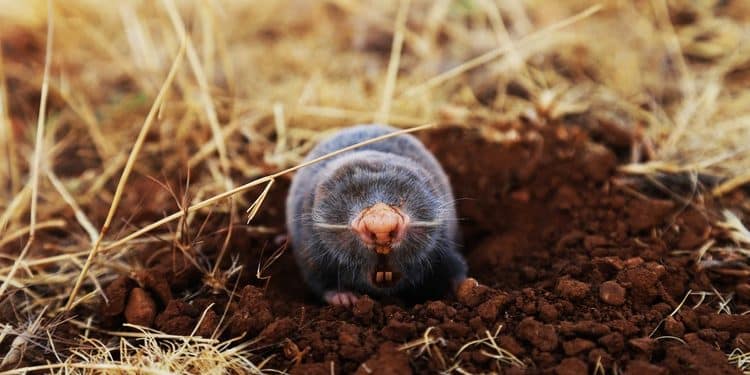 Moles and Voles and their controls