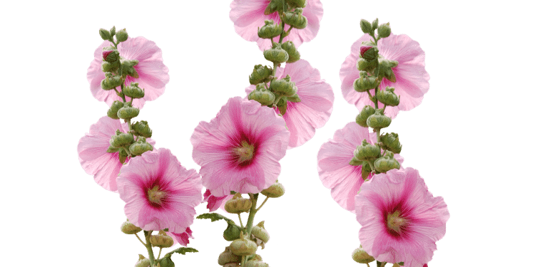 Hollyhock - Althaea, Perennials Guide to Planting Flowers