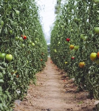 Tomato Growing Guide