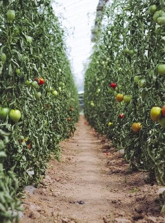 Tomato Growing Guide