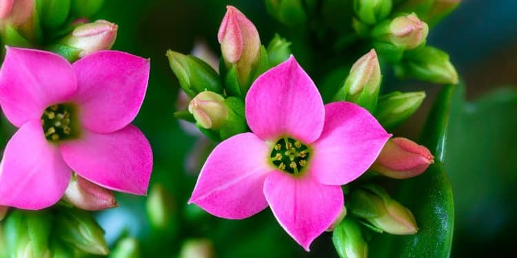 Kalanchoe - A Holiday Plant