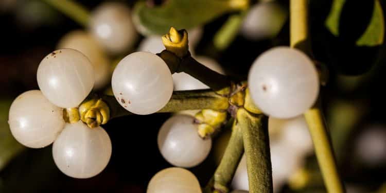 Mistletoe Myths and Medicines
