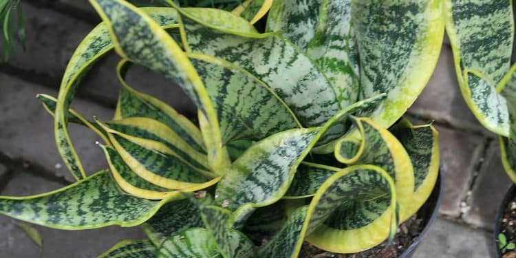 Easy Houseplant - Bowstring Hemp