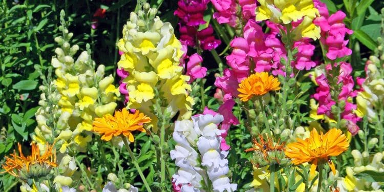 Snapdragon — 2019 Annual Flower of the Year