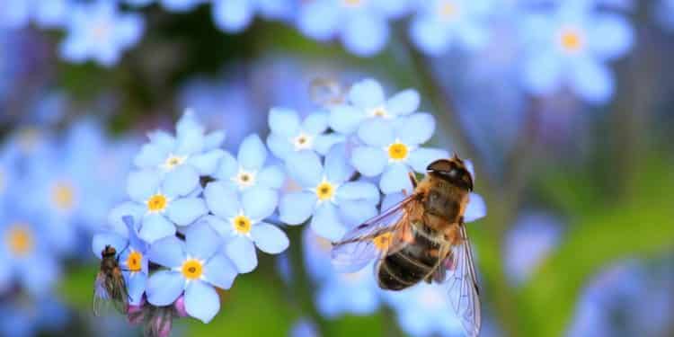 Bee-Friendly Plants for Your Landscaping