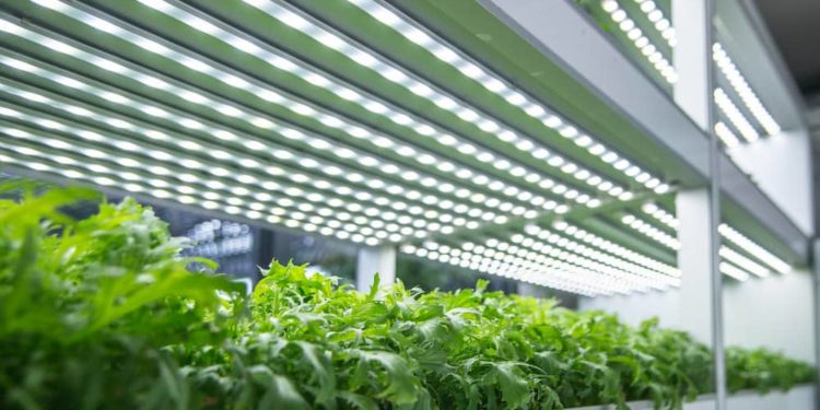 Can plants grow in artificial light?