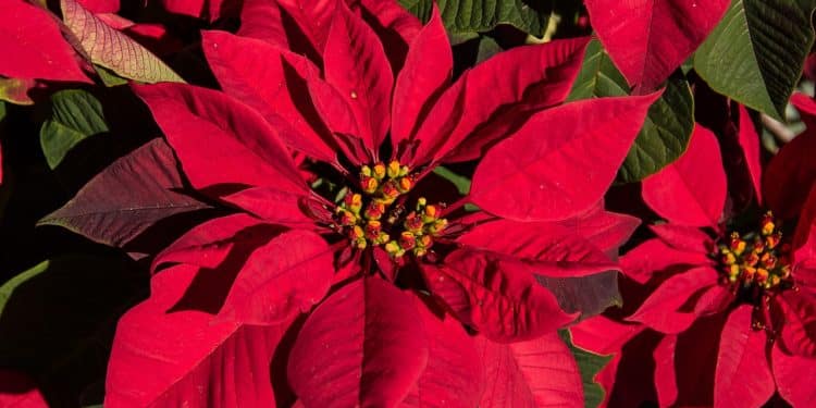 Grow Poinsettias for next Christmas