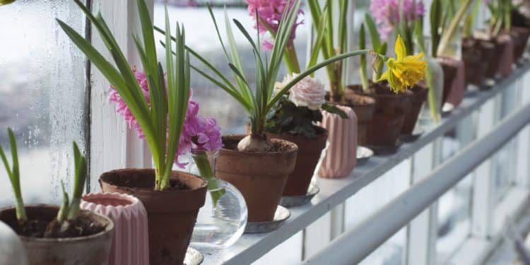 How to Move Long Distances with Fragile Plants