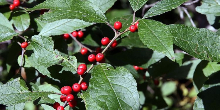 Winterberry - Our Native Holly