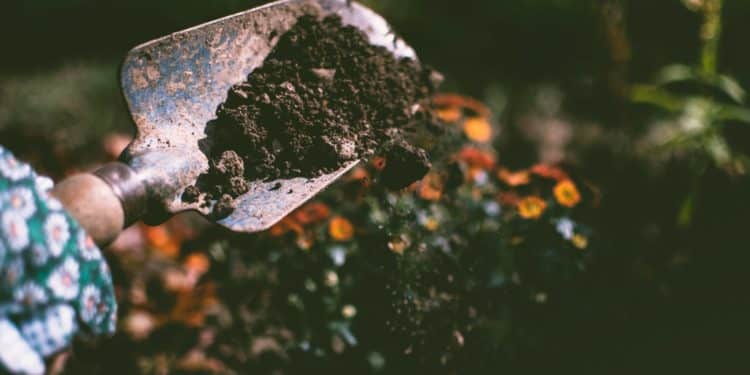 How To Maintain A Healthy Garden