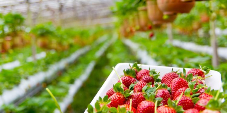 How to grow exotic fruits?