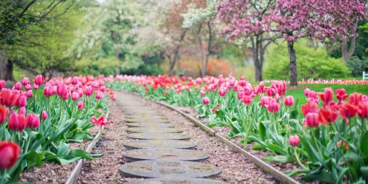 Essential Tips for Proper and Safe Landscaping