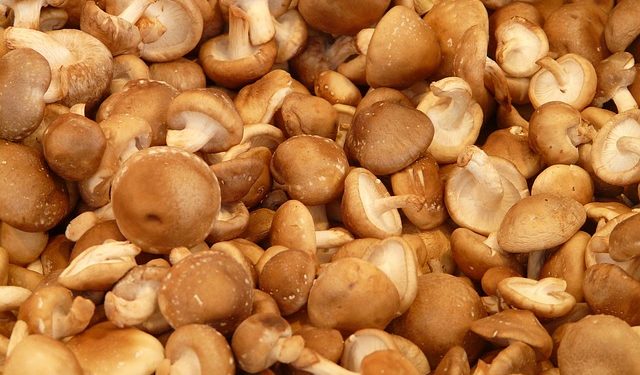 A Guide: How to grow Shiitake Mushroom