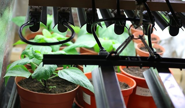 How to Use Grow Lights for Indoor Garden