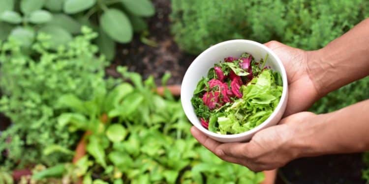 Making a Meal From What You Have in the Garden and the Alternative from a Meal Delivery Kit