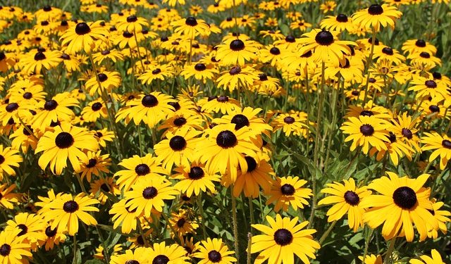 Black Eyed Susan - Weedy biennial of North America