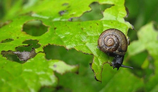 9 Easy Solutions to Garden Pests