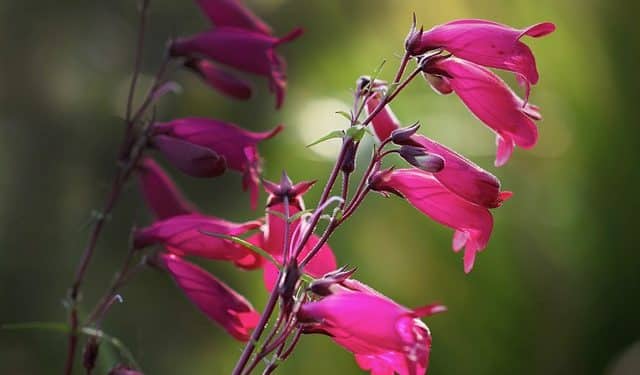 Pentstemon - Beard Tongue, Perennials Guide to Planting Flowers