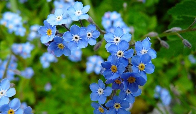 forget me not flower