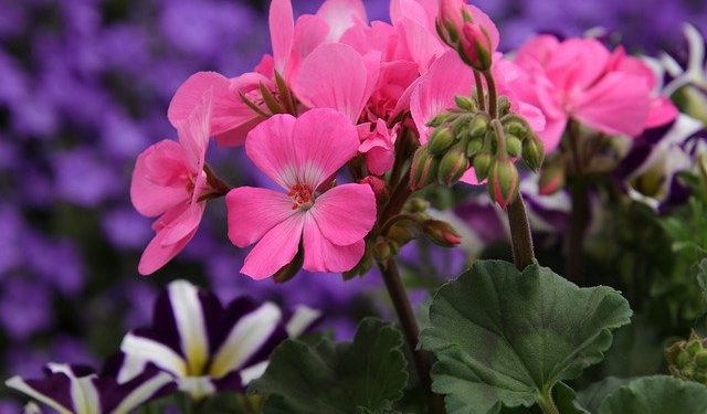 fancy geranium