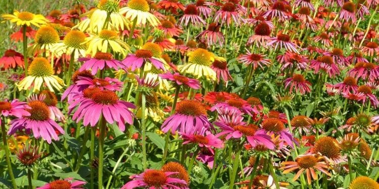 Harvesting Produce and other July Gardening Tips