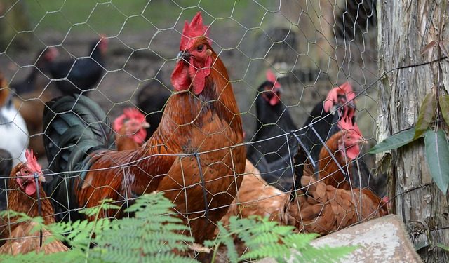 How to Keep Critters Out of Your Garden