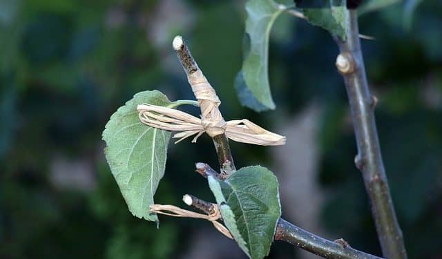 What to know before Grafting of Plants