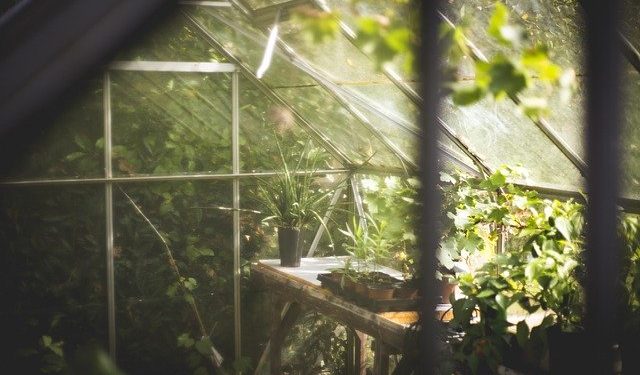 What you need to know when gardening in a Greenhouse