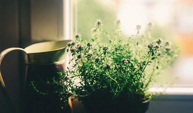 how to grow and water a house plant