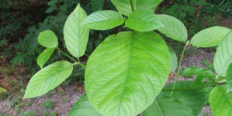 How to Grow a Kratom Plant: Tips and Tricks