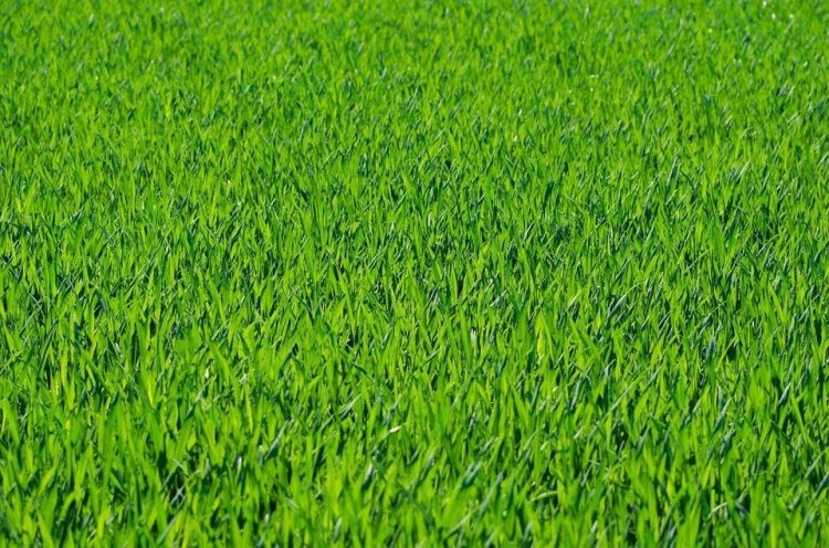 Grass, Grassy, Lawn, Stalks, Green, Seasons, Spring