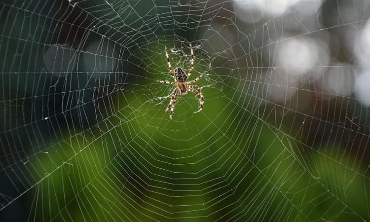 How to Get Rid of Garden Spiders