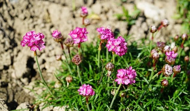 how to grow armeria
