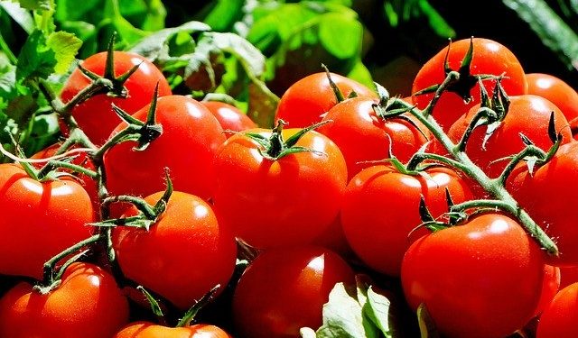 How To Grow Tomatoes In Pots