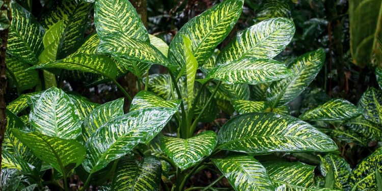 10 Air-Purifying Indoor Plants and How to Care for Them