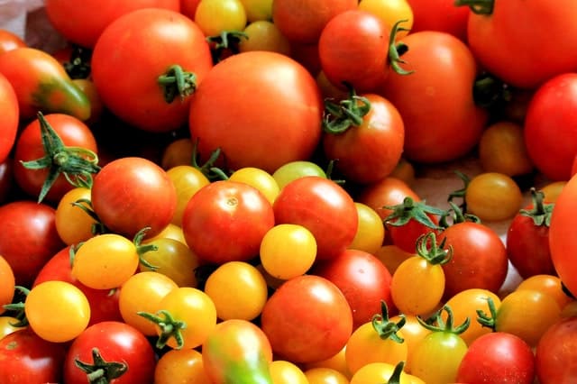 how to grow good tomatoes in the garden and greenhouse