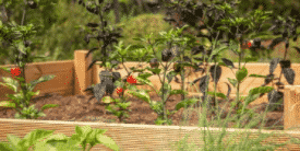 How To Prepare Your Raised Garden Beds for Winter