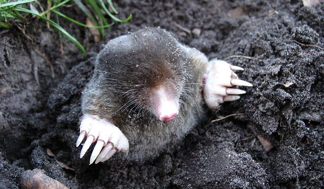 Mole-Med Dry