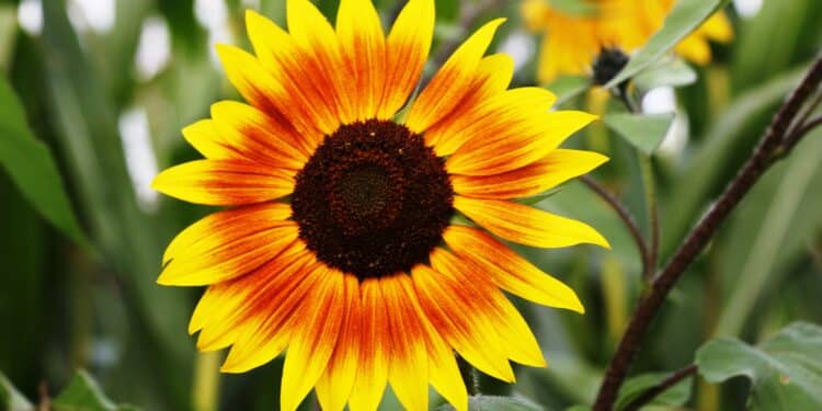How to Successfully Cultivate Your Garden for Flower Seeds