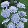 Scabiosa Butterfly Blue