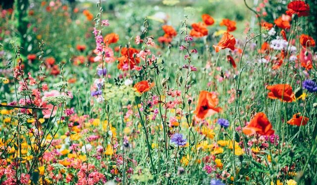 When to prune your flowers
