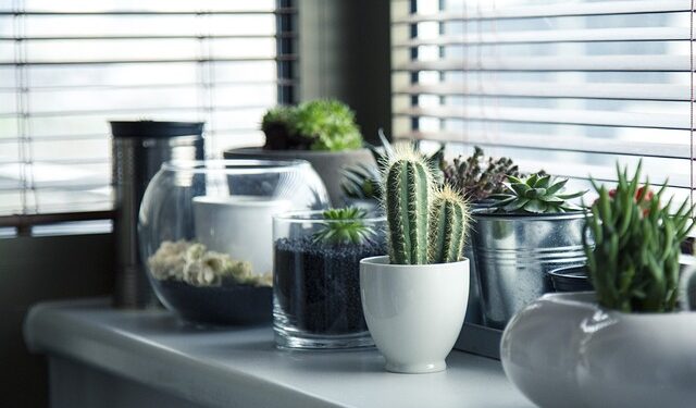 Cacti - A guide for successful growing
